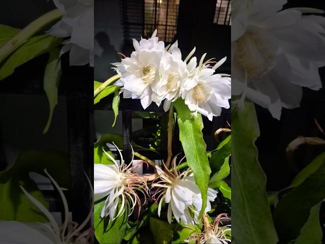 Bramha kamal|| Beautiful Queen of the night blooms || #food #dailyvlog #night #bramhakamal