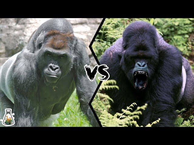 LOWLAND GORILLA VS MOUNTAIN GORILLA - Which is more powerful?