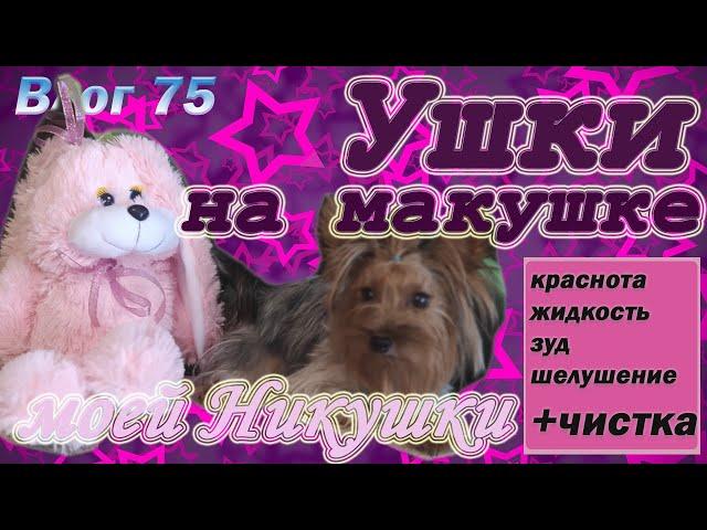 КРАСНЫЕ УШИ У ЙОРКА. Йорк чешет ухо. Жидкость в ухе у йорка. Чистка ушей йорка.