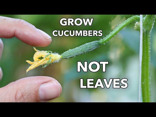 My Clever Ways to MANIPULATE Cucumbers to Produce Early, Often, and Nonstop