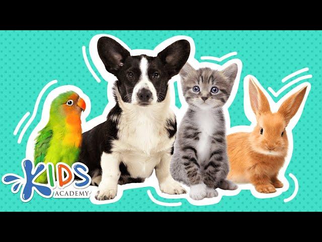 Pets | Learn more about pets for kids | Kids academy