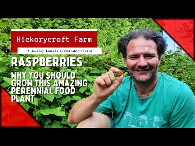 Raspberries | Why You Should Grow This Amazing Perennial Food Plant