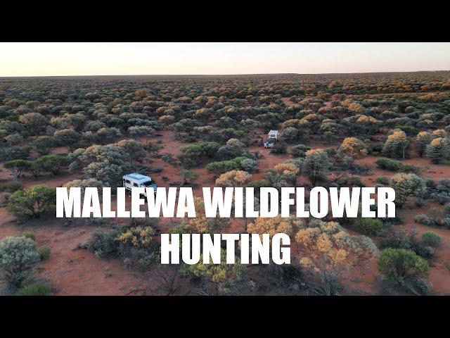 Mallewa Wildflowers and a DIY Shower Awning - Episode 56