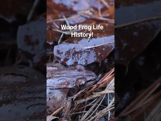 Learn more! Everything you need to know about wood frogs on my nature ed ch. Click lower rt corner!