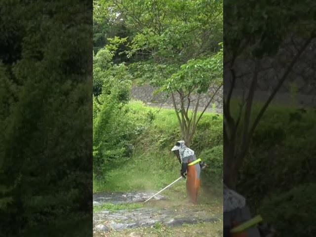 我が家の奥方＆司令塔が草刈りです。私が知らん顔してたら始めてました。