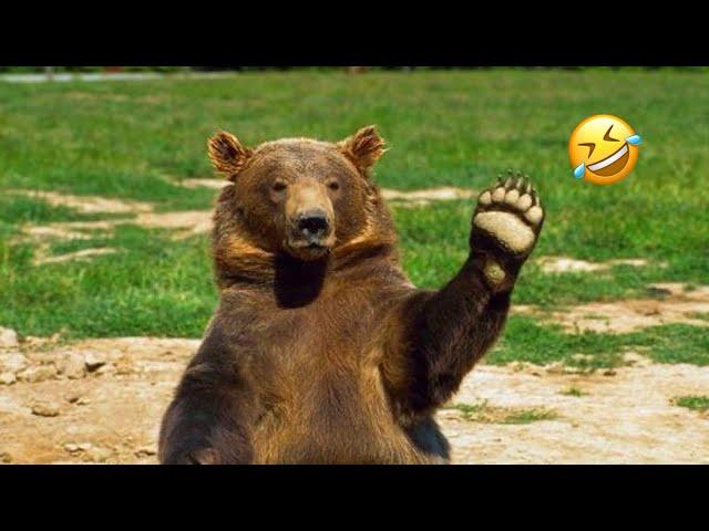 Funny Bears Funniest Animals Videos | Try Not To Laugh | 5 Minutes Best Videos