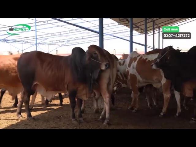 Alpha Livestock Farm ll Qurbani Sale