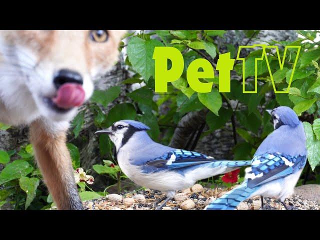 Entertain Your Cat or Dog with Pet TV | Busy Blue Jays and a Curious Fox