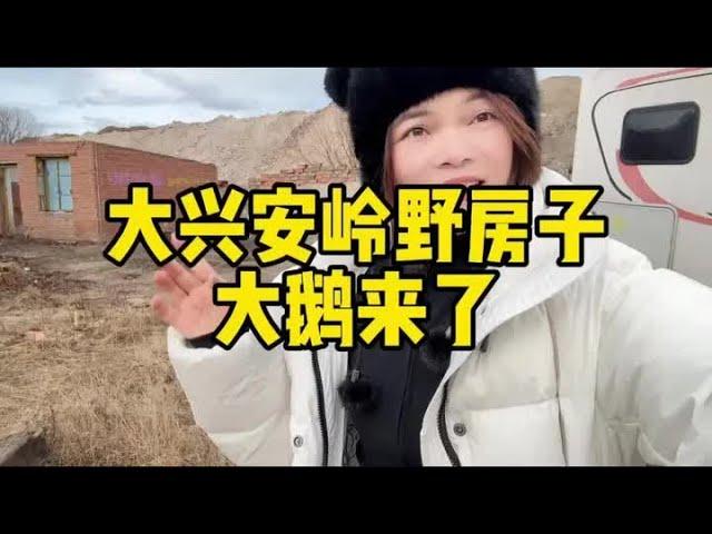 自驾游在大兴安岭捡到野房子，改造出来体验极寒过冬吃铁锅炖大鹅 #极寒之旅 #荒野建造 #房车旅行 #记录真实生活 #我的旅行日记【小爱】