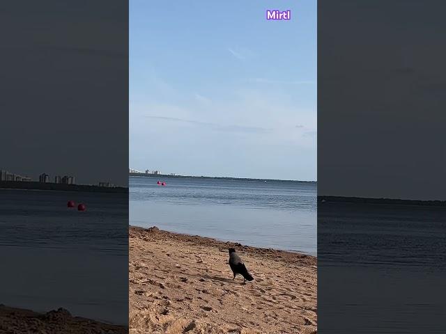 Вдохновение                               #любопытство#вода                #ворона #crow