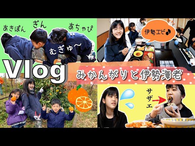 Vlogかんあきファミリーのみかんの木と伊勢海老まつり