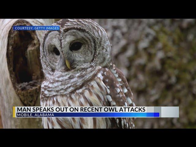 Man attacked by owl twice in less than a week in Mobile