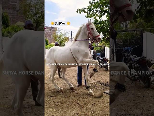 सूर्या on full power #suryastudfarmbarwani #horse #suryadancechampion #shorts #horseshorts