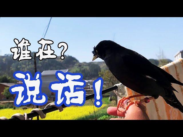 A starling myna bird is full of nonsense, making the owner confused, what is the situation?