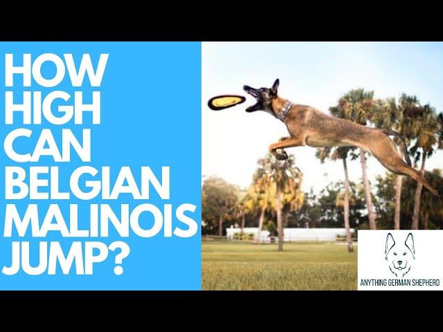 How High Can Belgian Malinois Jump?