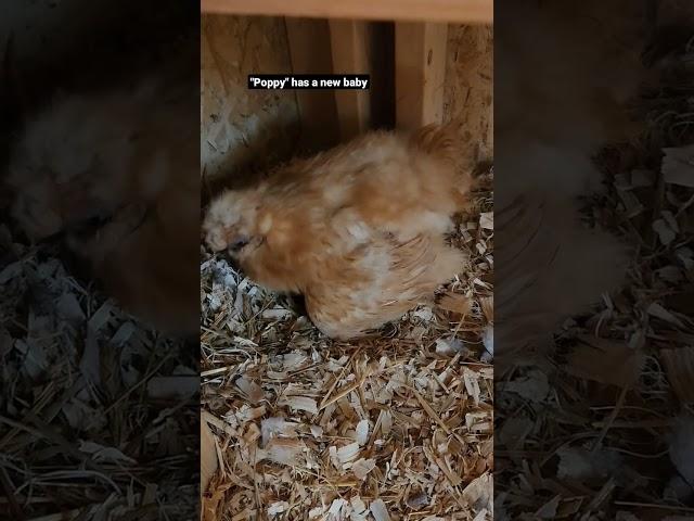 "Poppy" Our slikie female hatched 1 egg first and it's an Easter Egger.