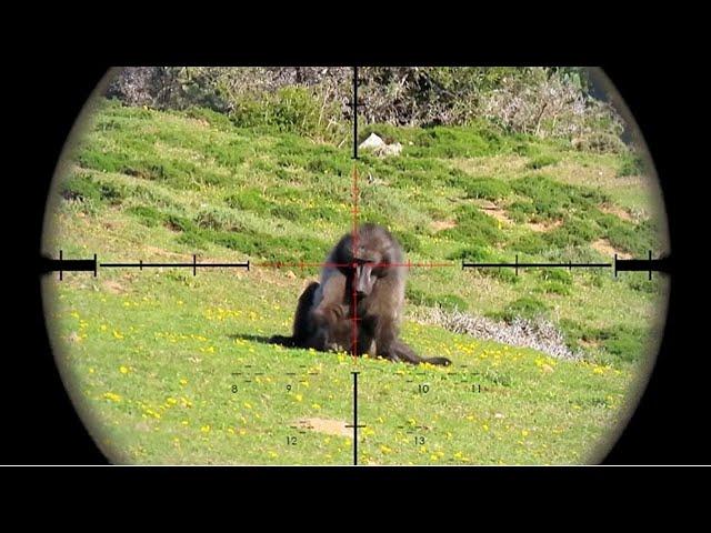 Top 20 Baboons Kill Shot In 2 Minutes || Baboons Hunting Compilation Video