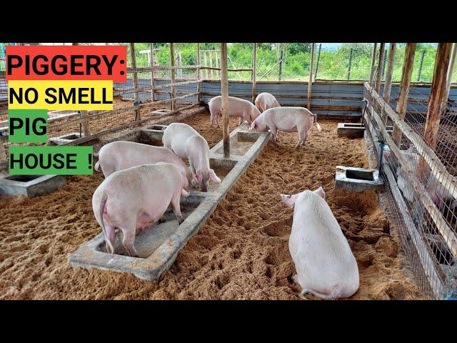 How To Make No Smell PIG HOUSE / IMO PROCESS!