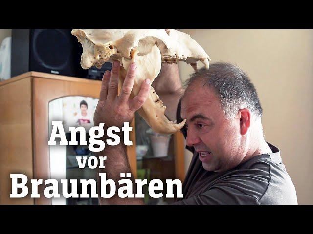 Braunbären in Osteuropa: Geschützt, geliebt, gehasst (SPIEGEL TV für ARTE Re:)