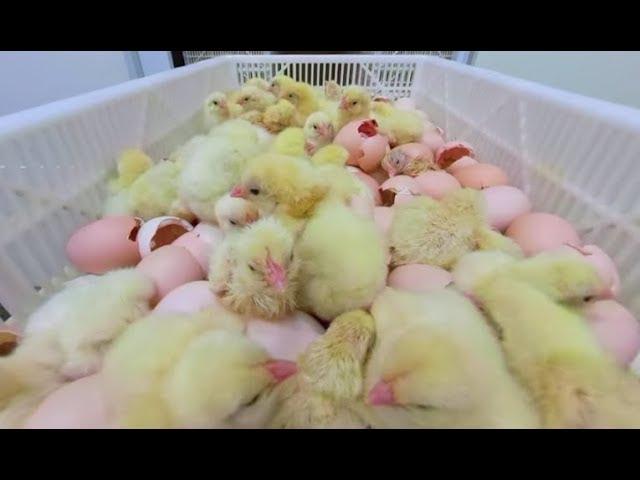 Take a 360° Virtual Reality Tour of a Chicken Hatchery