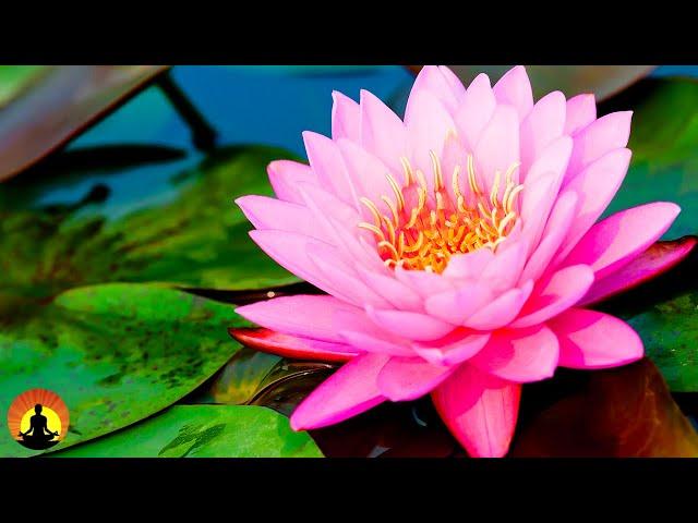 Relaxing Spa Music, Sleep Music, Stress Relief, Meditation, Healing, Yoga, Zen, Relax, Sleep, 3608