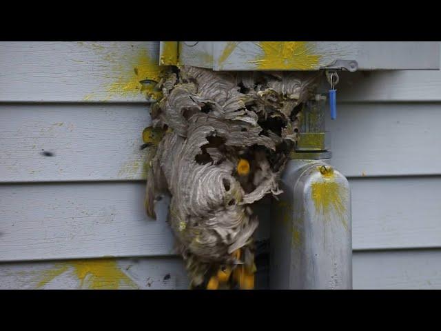 Hornet Nest Destruction Compilation