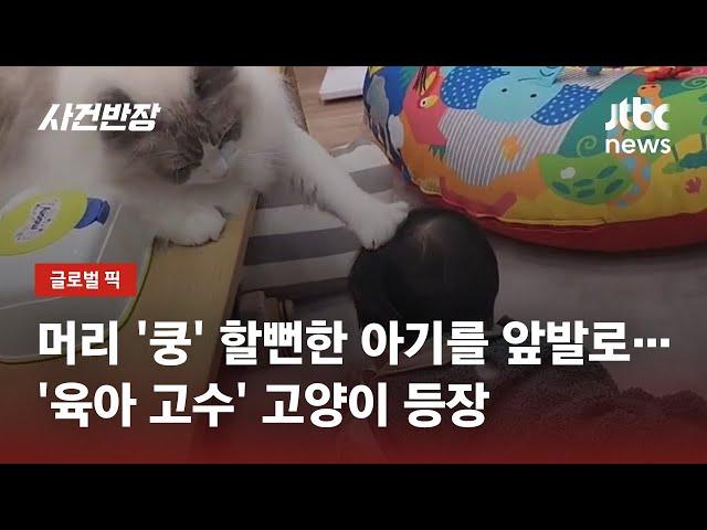 "얘야 어딜 가려고!" 앞발을 '턱'…아기 보호하는 고양이 화제 / JTBC 사건반장