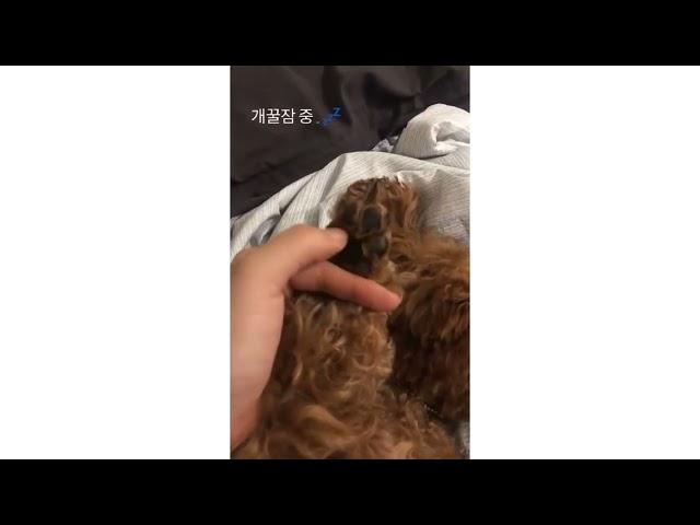 꿀잠자는 뽀찌 Zzz