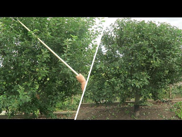 Summer Pruning Apple Tree, Cutting Out Spent Raspberry canes.