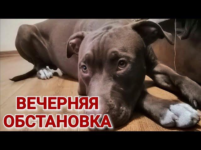 Банда отдыхает. Pitbull Gladiator Live. Вечерняя обстановка /ЖИЗНЬ СПАЙКА И АРЧО