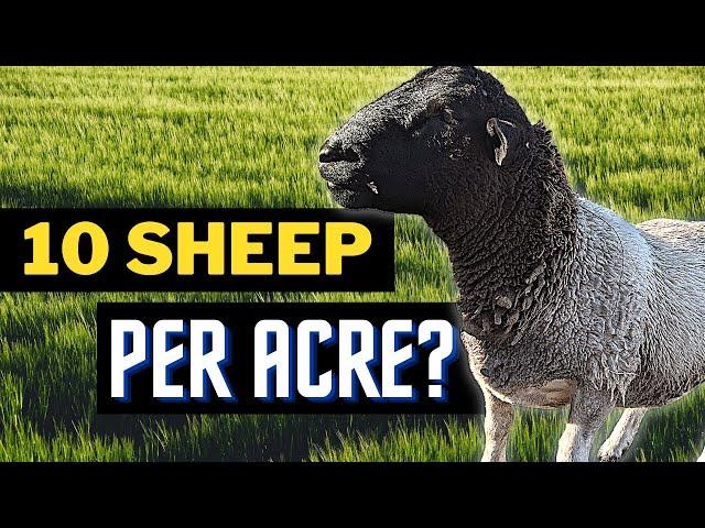 Grazing Tips: Beginner's Sheep-to-Acre Ratios