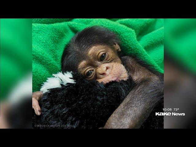 Sedgwick Co. Zoo welcomes baby chimpanzee