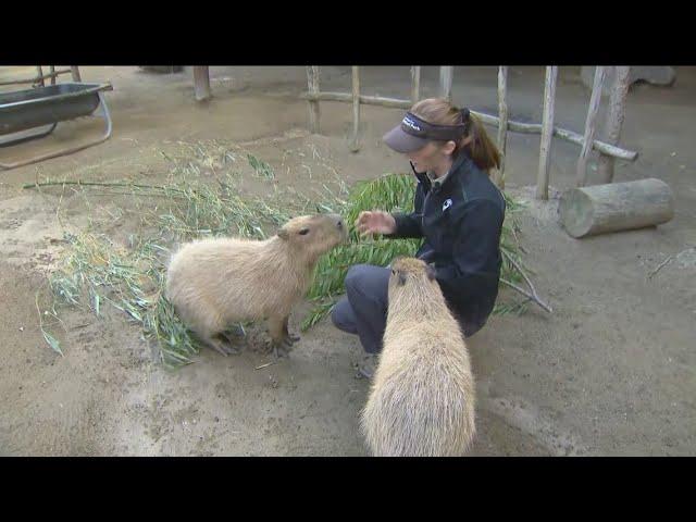 Zoo Day | Meet the capybara, the largest rodent on Earth