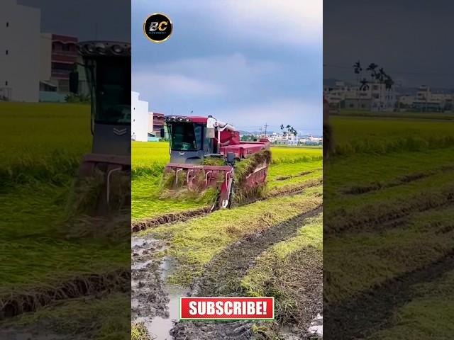 Yanmar combine harvester #shorts #short #youtubeshorts #viral #farming #khetibadi