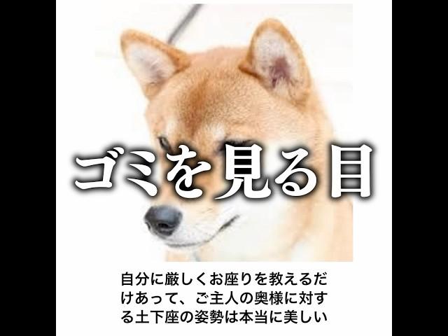【いっぬ】殿堂入りボケてがマジでツッコミどころ満載だったwww【1635弾】