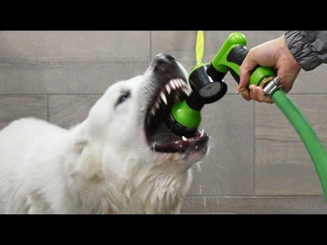 When pet grooming goes wrong 