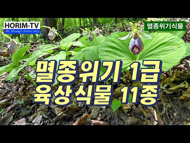 멸종위기 1급 야생식물, 숲 전문 HORIM-TV