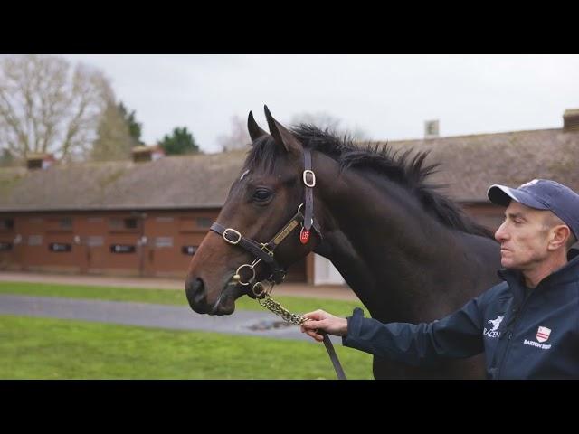 Tattersalls December Sales Preview