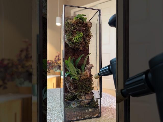 Creating a mini orchid terrarium #terrarium #orchidcollection #orchidcare