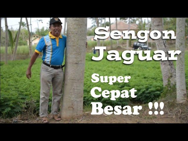 Sengon Jaguar, Bibit Unggul Cepat Besar dibanding Solomon