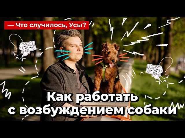 Как работать с возбуждением собаки // Что случилось, Усы