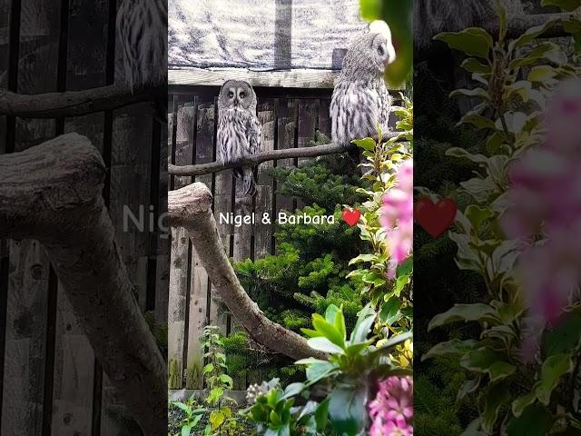 ️ Gorgeous Great Greys Nigel & Barbara enjoying the morning together #shorts #owl #love #cute