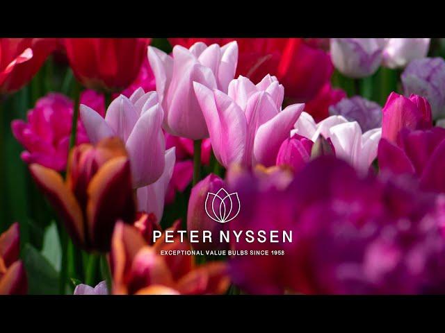 Bestselling flower bulbs direct from The Netherlands. Tulips, Daffodils, Alliums and more online now