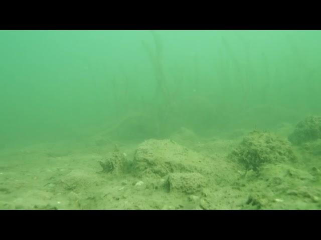 Perch under mullet lake