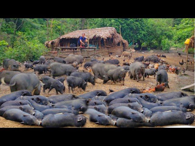 The pig farm grew very quickly, and 4 more pigs began to give birth to piglets