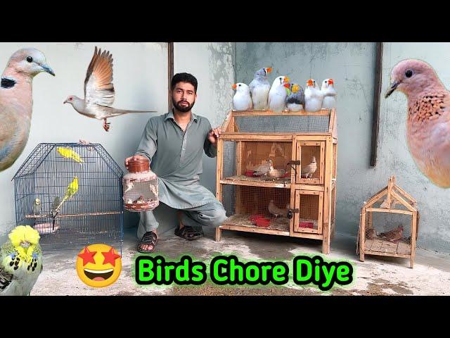 Birds ko master cage main chore diya  | diamond dove ny nest chore diya