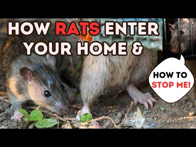 3 WAYS rats GET in YOUR HOME! All 3 on this clients house! MASSIVE PIPE COLLAPSE!