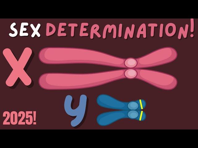 How Do Different Species Determine Sex? Insights for AP Bio Students