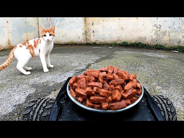 Stray Cat eating food from RC car