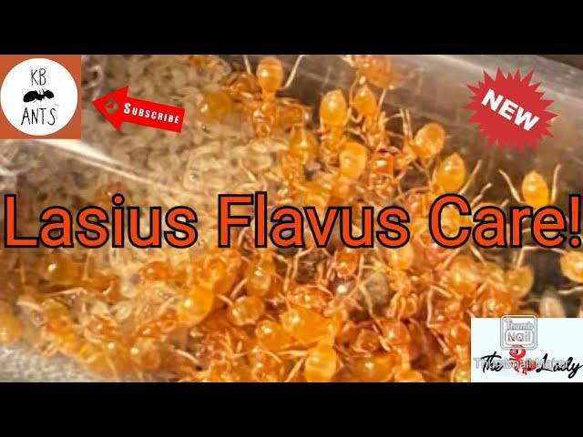 Lasius Flavus Care (yellow meadow ant)